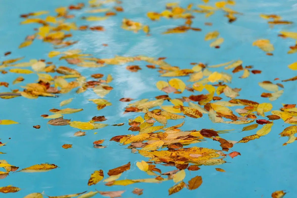 Hojas secas de otoño flotando en el agua de una piscina