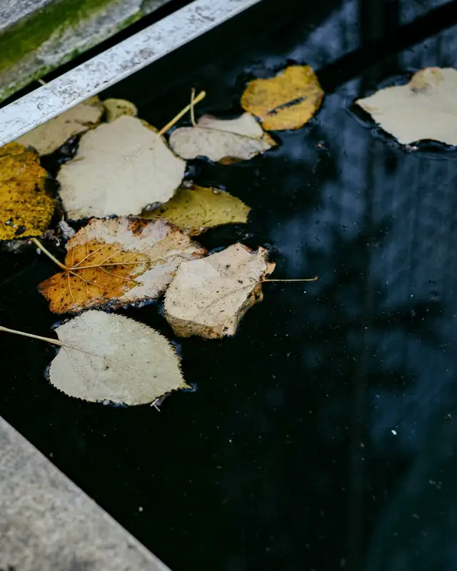 Hojas secas de otoño flotando en el agua de una piscina, junto al borde